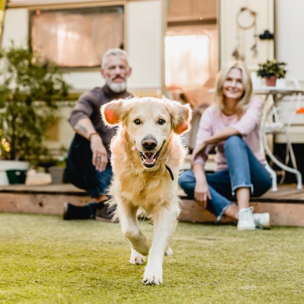 Estate Planning for Pet Owners: Protecting Your Furry Friends